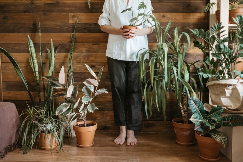 Houseplants